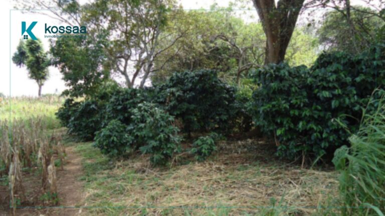 Venta de finca La Esperanza - Entrada de la ciudad de Ahuachapán